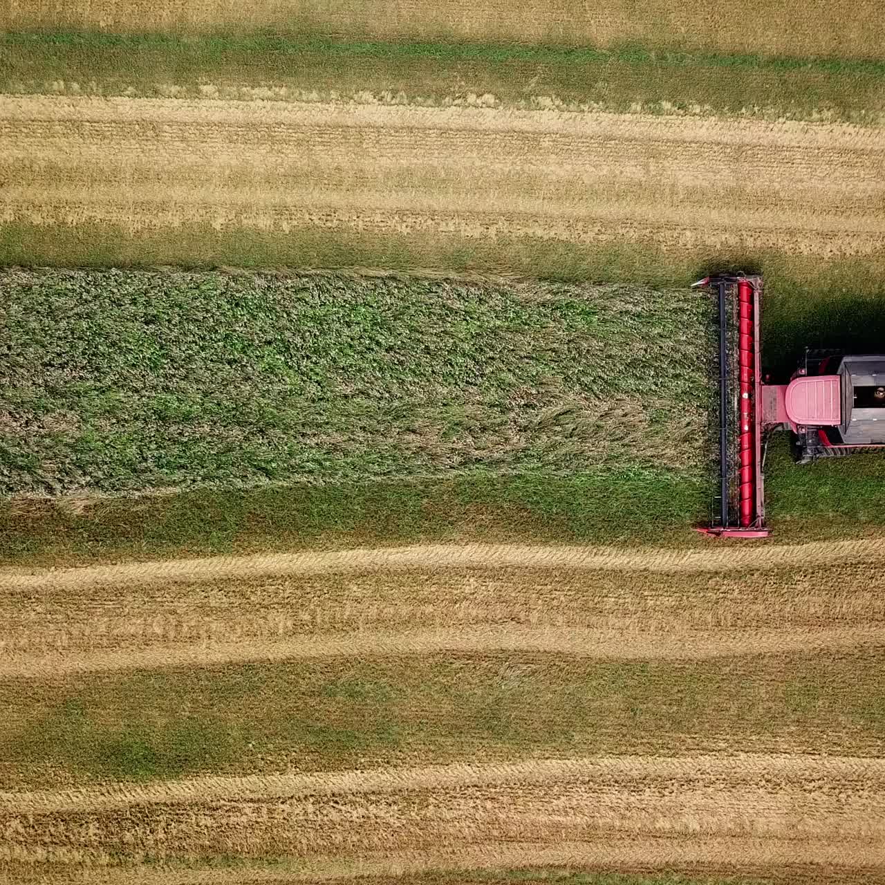 Combine harvester working on sunny summer day. Harvest time. Agricultural sector. Aerial view.