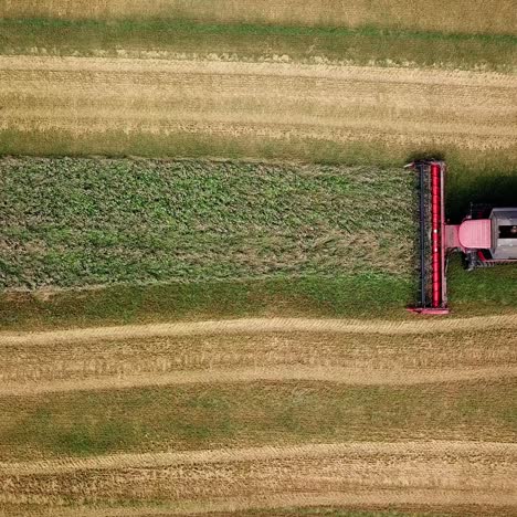 combine harvester working on sunny summer day. harvest time. agricultural sector. aerial view.