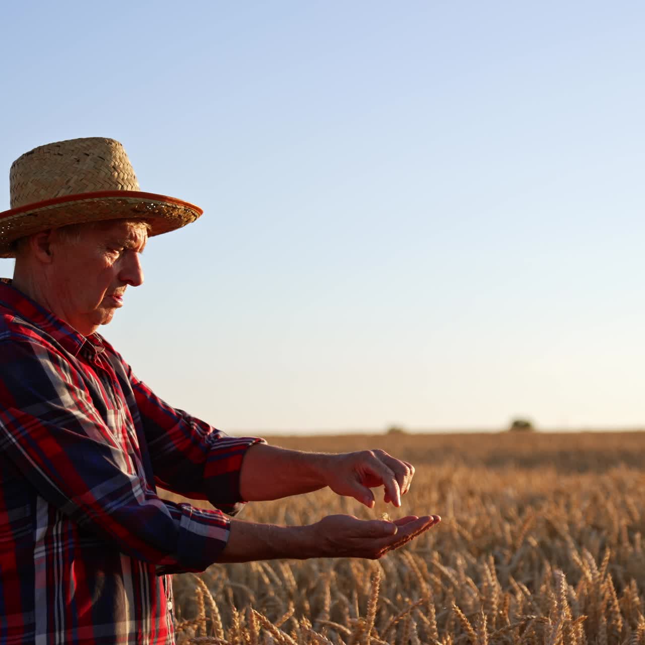 Mature male farmer checking grain in the field. Man in hat stands in the plantation at sunset pouring wheat corn