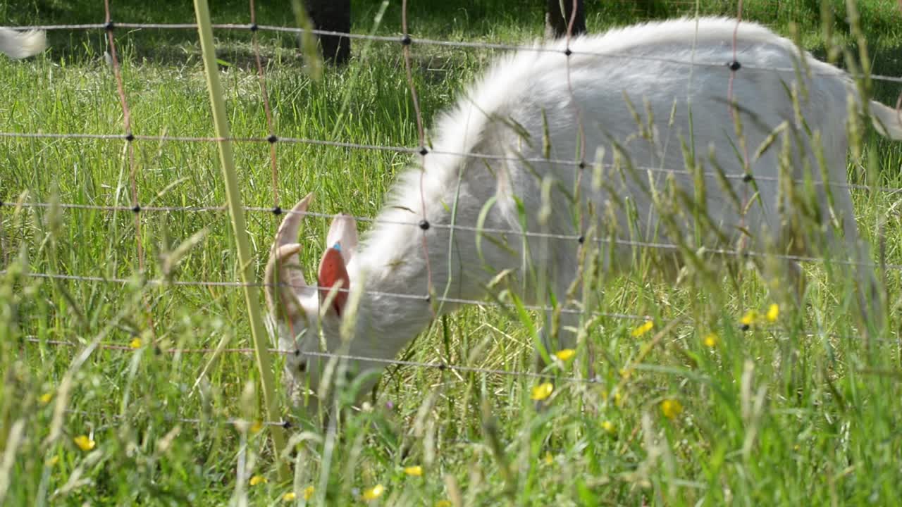 белый пушистый козлик