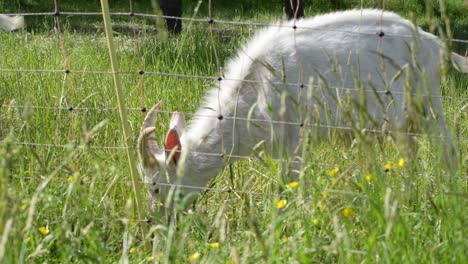 white furry goat