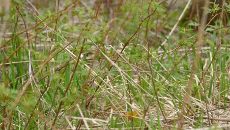 a small yellow bird hops through the bushes and flies away