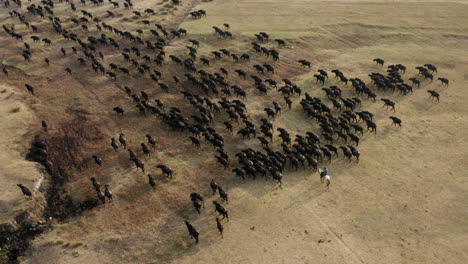 herding cattle - farmer riding horse behind large herd of cattle going back home before sunset