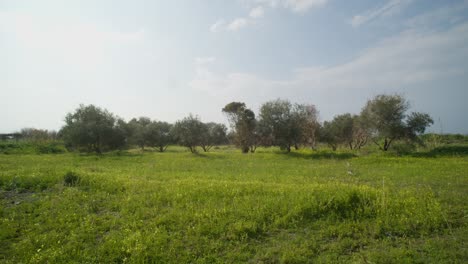 Grünes-Feld-Mit-Schönen-Bäumen-Und-Einem-Blauen-Himmel-In-Der-Landschaft-Von-Zypern,-Zeitlupe