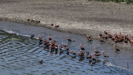 Bandada-De-Pato-Silbador-De-Vientre-Negro-En-La-Orilla-De-La-Laguna-De-Las-Garzas-En-Manzanillo,-Colima,-México