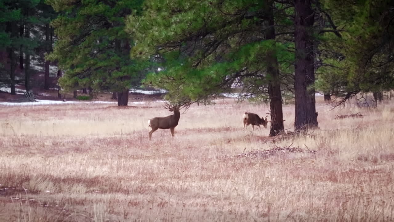 A Cinematic 70mm-style aerial drone shot, orbiting low to the ground around a group of buck mule deer roaming and foraging off the tree branches a pine forest in Colorado's Rocky Mountains