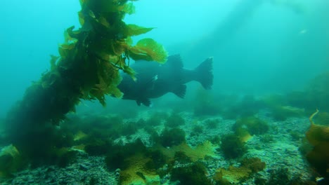 Ein-Riesiger-Schwarzer-Wolfsbarsch-Schwimmt-In-Einem-Majestätischen-Kelpwald-Auf-Eine-Kamera-Zu