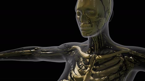 ciencia anatomía de los vasos sanguíneos humanos
