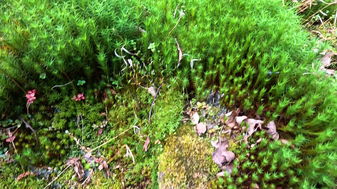 자연 환경 에서 바위 를 고 있는 울창 한 모스