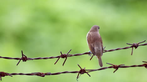 Seen-from-its-back-perching-on-a-barbed-wire-then-hops-to-turn-around-then-flies-to-the-right,-Scaly-breasted-Munia-Lonchura-punctulata,-Thailand