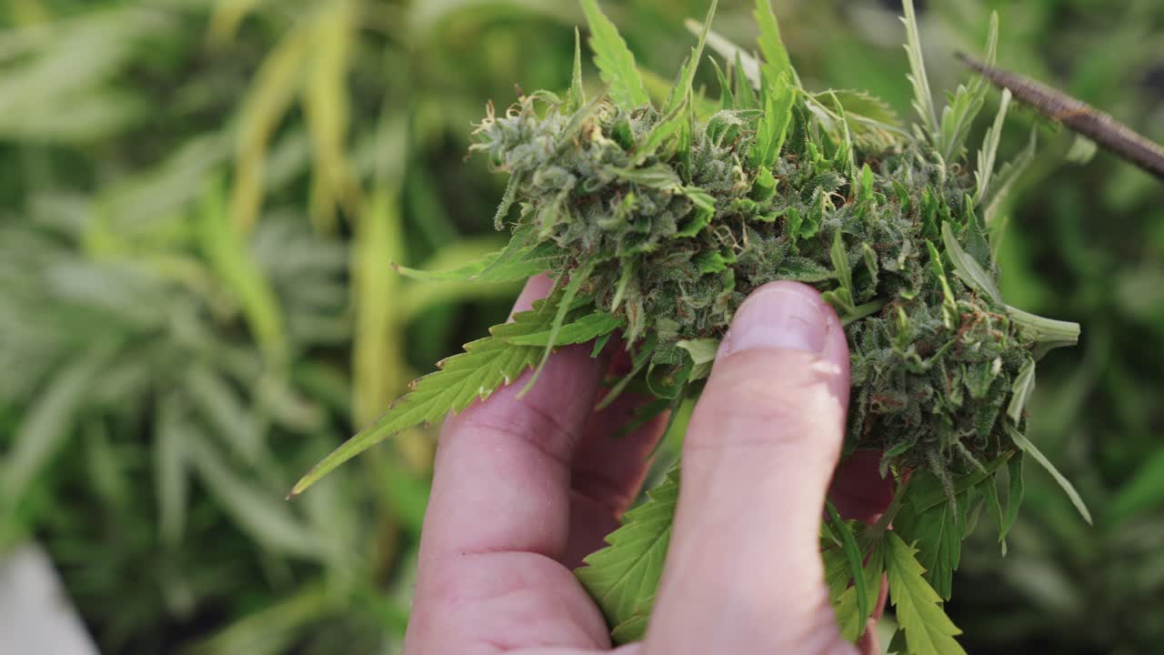 한 남자가 cbd 의료 대마초 잎을 자르고 있습니다.