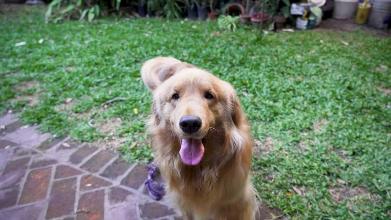 골든은 머리를 흔들고 슬로모션으로 카메라를 쳐다본다.