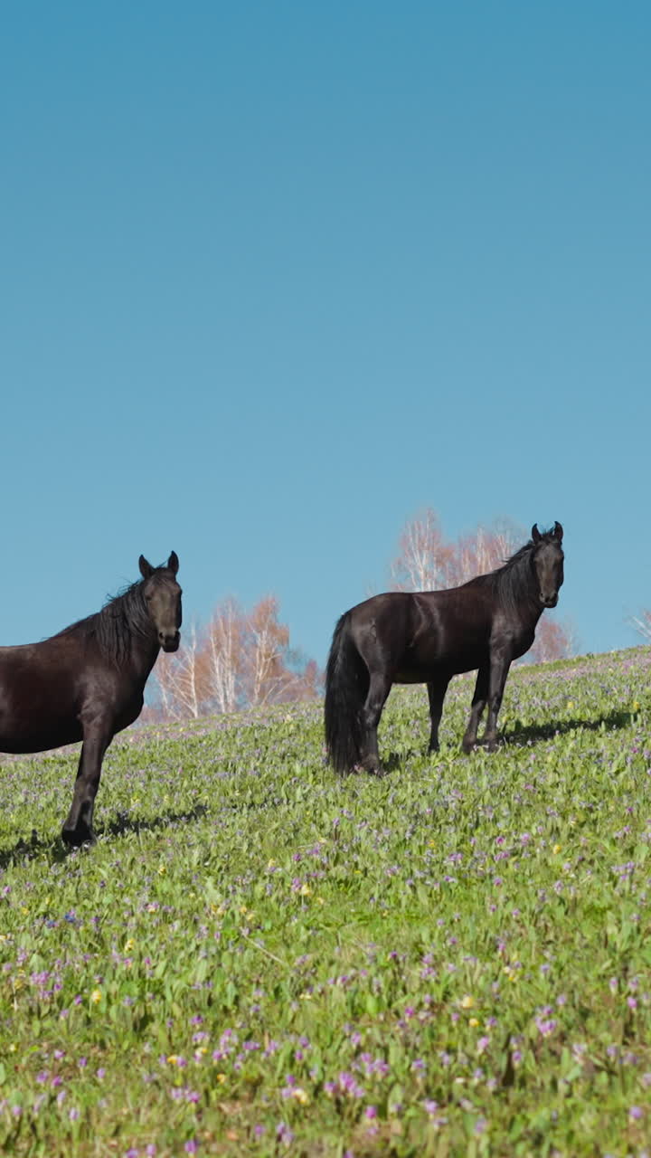 una pequeña manada de caballos oscuros y marrones mira a la cámara de pie en el pasto de hierba montañosa contra el cielo azul en otoño. animales equinos de pura raza descansan en el prado fresco