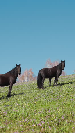 small herd of dark and brown horses looks at camera standing on hilly grassy pasture against blue sky in autumn. purebred equine animals rest on fresh meadow