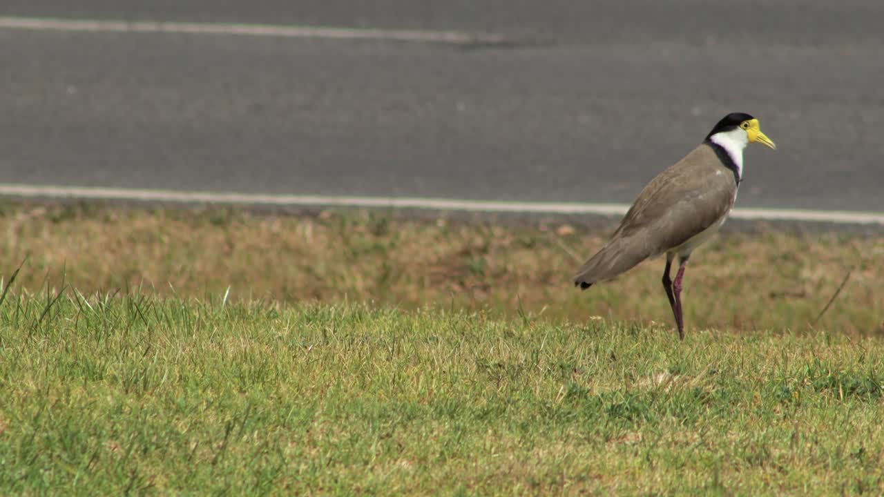 도로  근처 의 풀 위 에 서 있는 마스크 를 쓴  날개 플로버 새