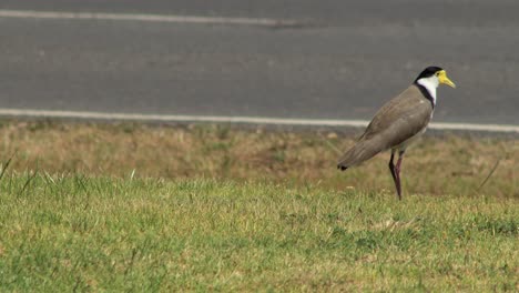 masked lapwing plover bird standing on grass close to roadside