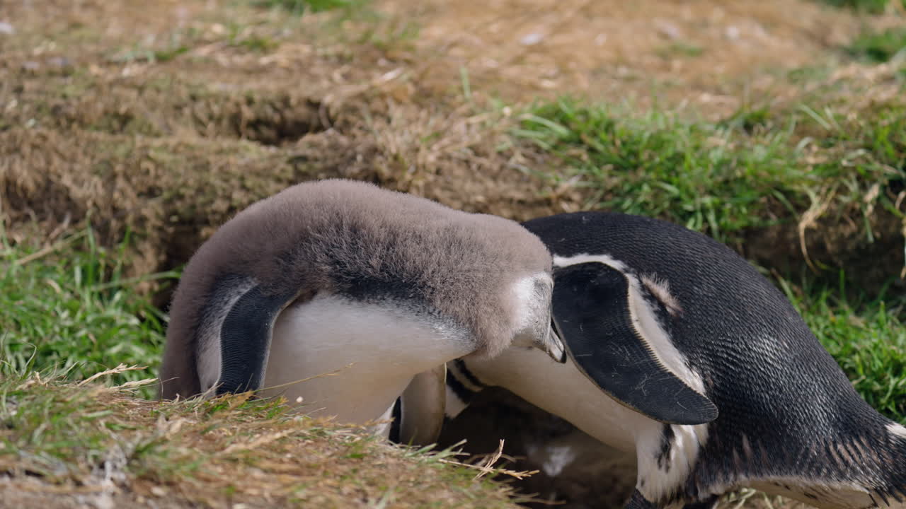 Magellanpingviner i reirgropen sin på Isla Magdalena, Chile. Nærbilde.