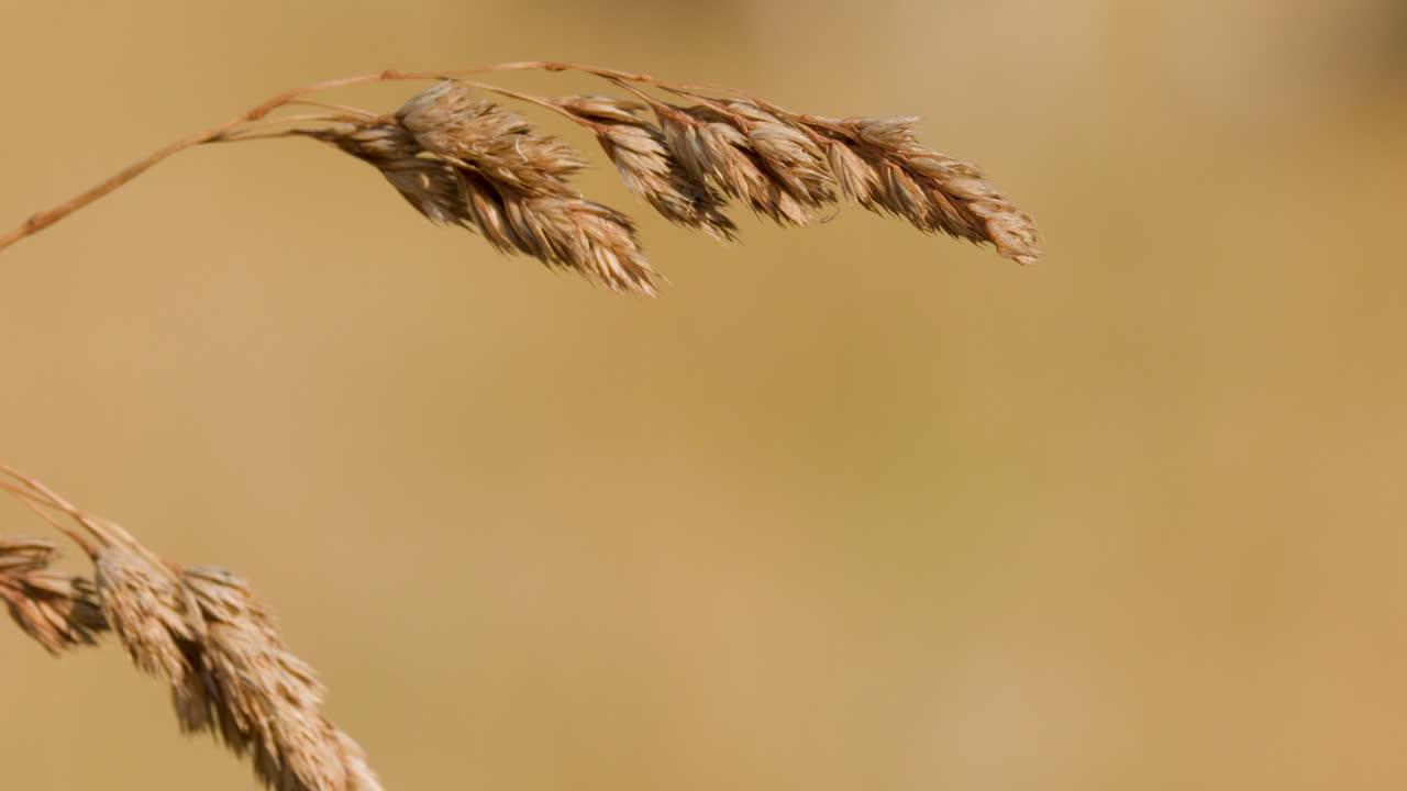 Macro of wild grass seed head swaying in summer meadow with soft bokeh background