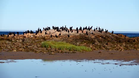 cormorant colony in las grutas, rio negro, argentina - static wide shot