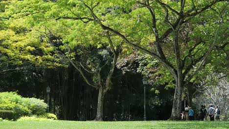 green jungle trees against blue sky