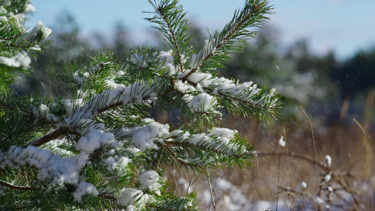 Neve che copre rametti di abete con aghi in primo piano. Foresta di conifere innevata.