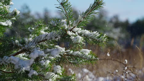 snow covering fir twigs with needles close up. snow-covered coniferous forest.