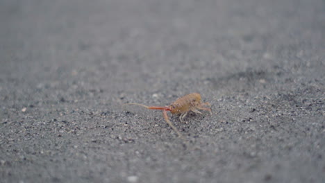 Close-up-sand-flea-on-sandy-ocean-beach-in-slow-motion