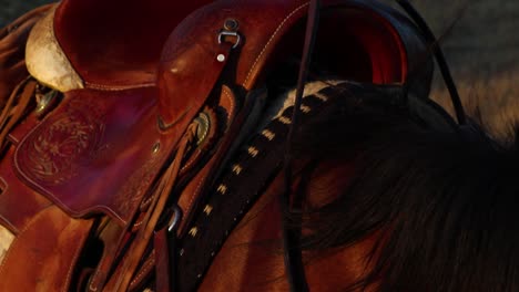 close up of horses face and saddle during golden hour