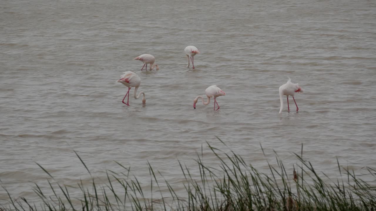 Flamingos feeding and wading in shallow water at Lucio del Lobo Marsh, Doñana
