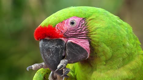 gran guacamayo verde con frente roja, mordiendo y masticando su pie, tiro de perfil extremo de cerca de una especie de ave en peligro crítico de extinción