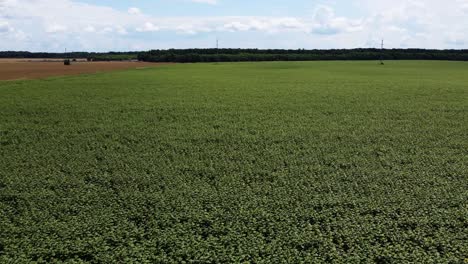 Aerial-drone-shot-of-sunflower-field,-countryside-landscape