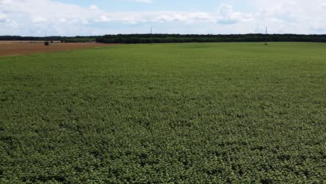 toma aérea de drones del campo de girasol, paisaje rural