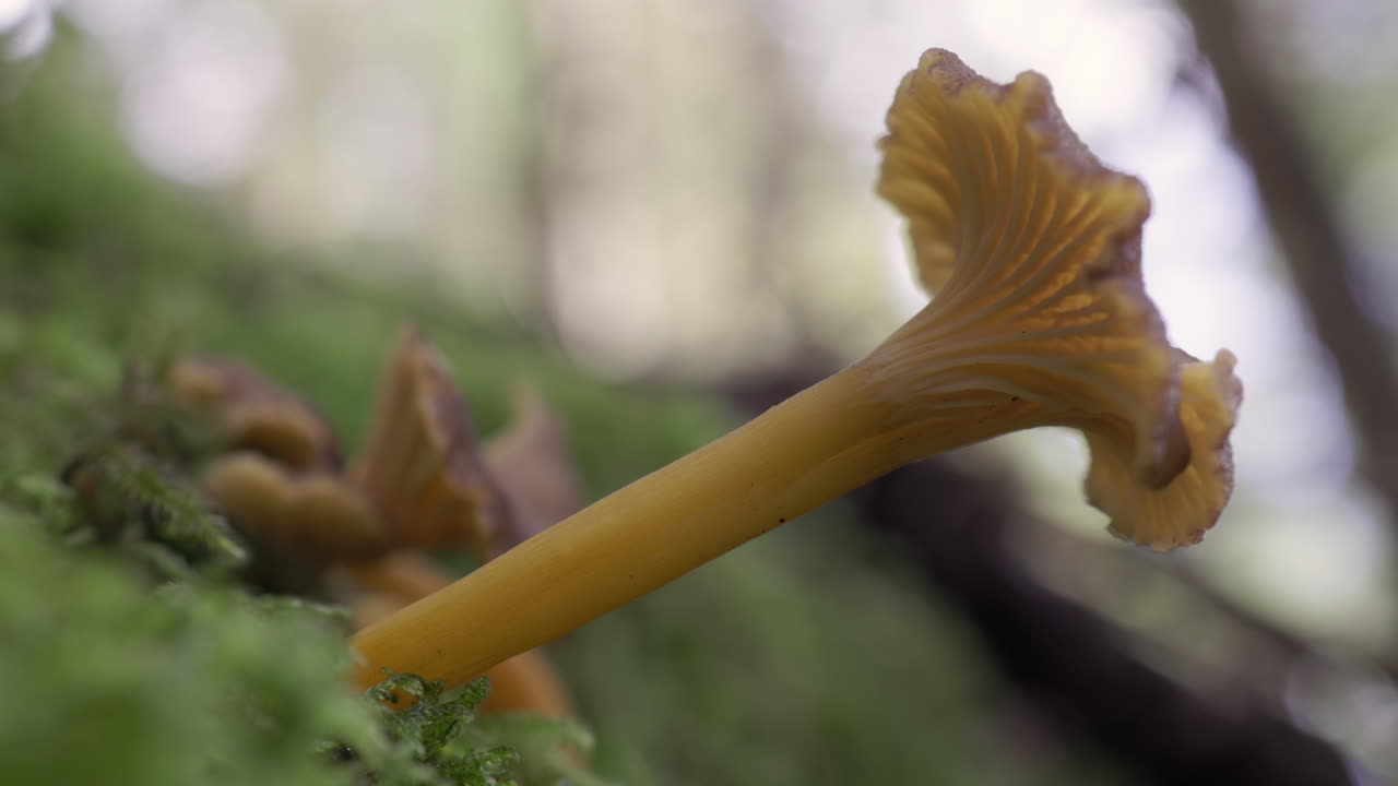 Close-up shot of funnel chanterelle in forest