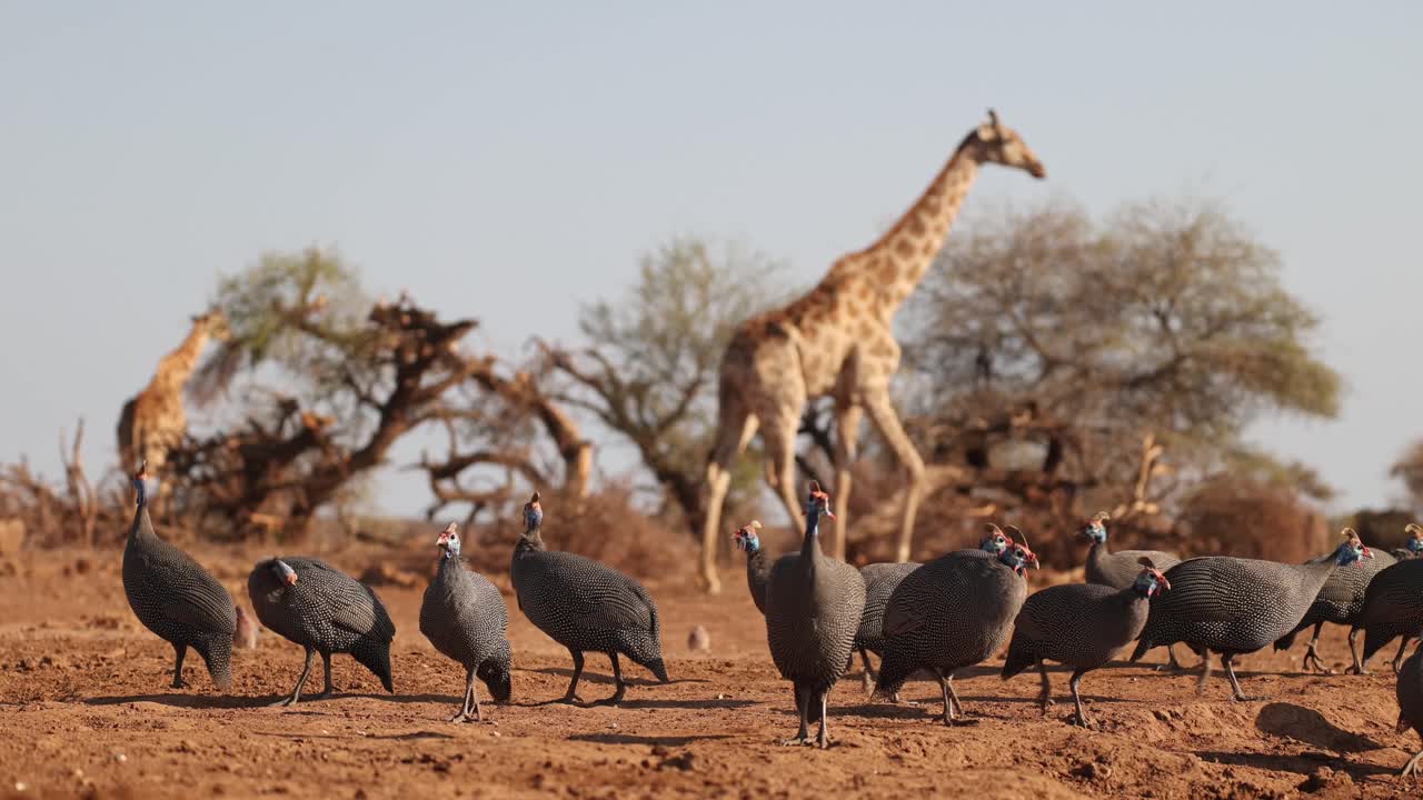 A flock of helmeted guinea fowls moving in the foreground while giraffes are walking in the background, Mashatu Game Reserve,