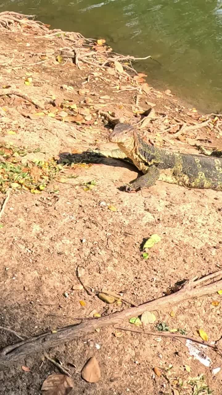 monitor lagarto por el agua