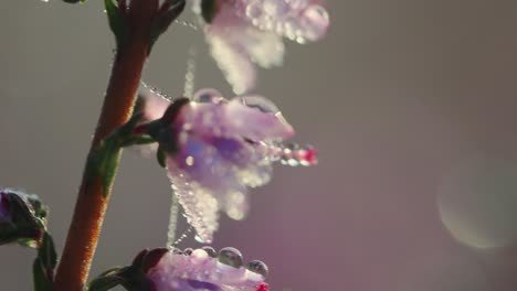 sharp and detailed macro focus of dewdrops on a lilac flower