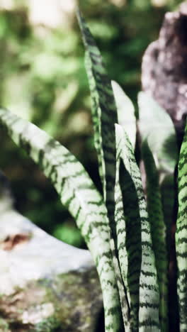 close-up of a snake plant's lush green leaves