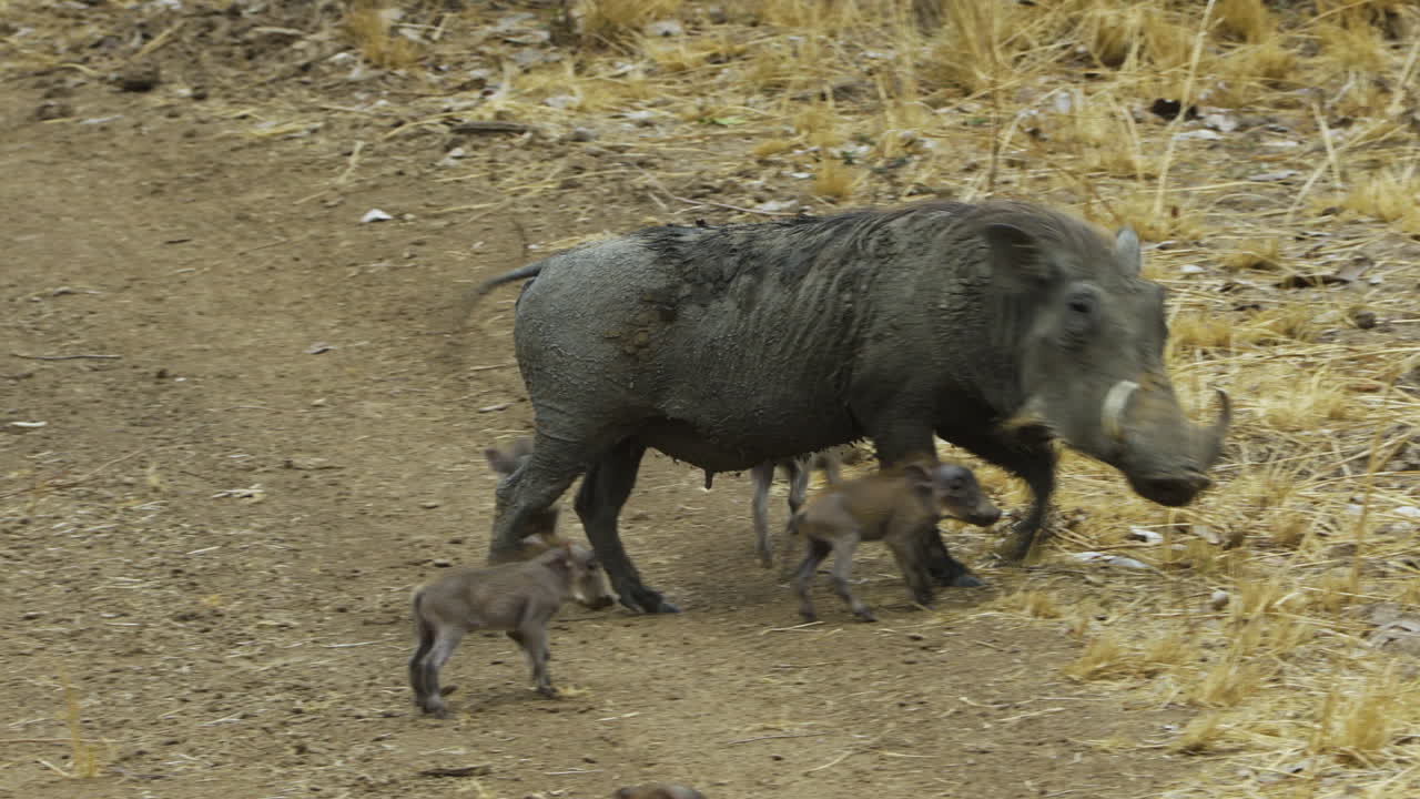 Warthog mother with six agile piglets. The babies scurry around the mother, who approaches the camera and then starts foraging on dry grass. Shot during dry season in Southern Africa.