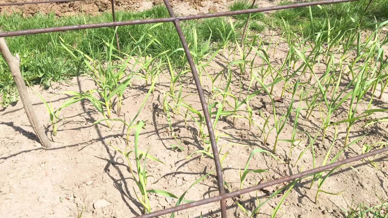 유기농 식품 재배