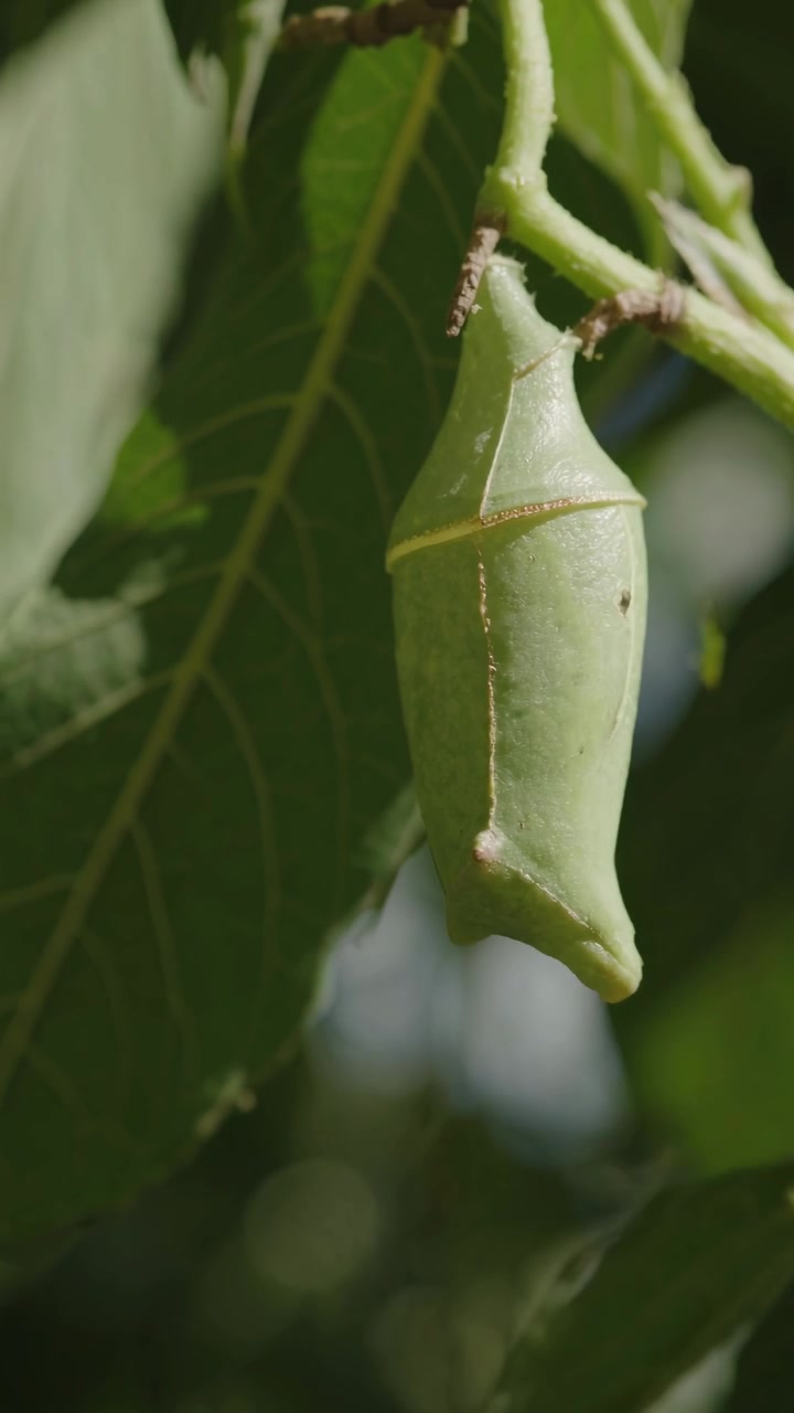 Green Chrysalis Hanging on a Branch in Nature