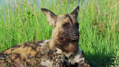 african wild dog with sleepy eyes lying on the grass in khwai nature reserve, botswana