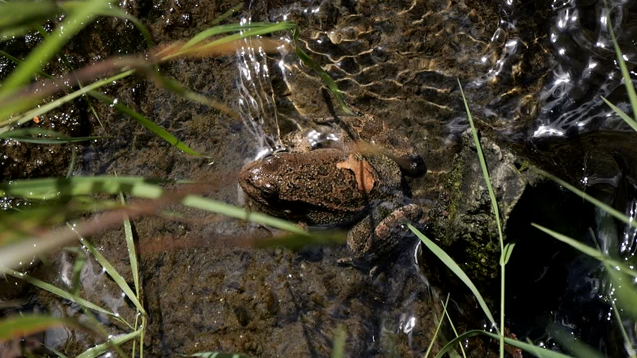 una rana descansa en el agua de un pacífico río forestal bajo el sol de verano