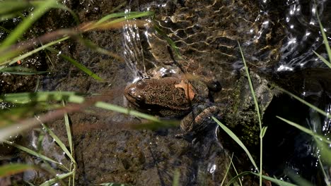 A-frog-rests-in-the-water-of-a-peaceful-forest-river-under-the-summer-sun