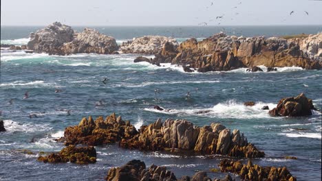 flock of seagulls and rocky coast loop