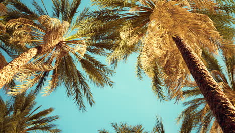 view-of-the-palm-trees-passing-by-under-blue-skies