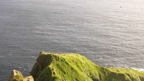 thousands of atlantic puffins flying off of the coast of norway