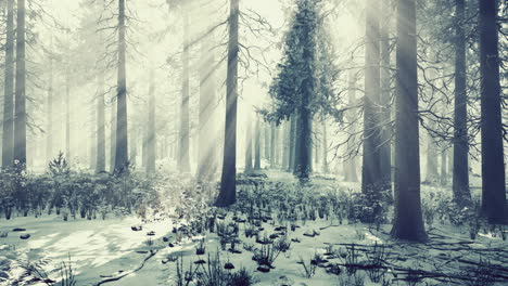impressive view of fog and sunlight after frost on the pine forest