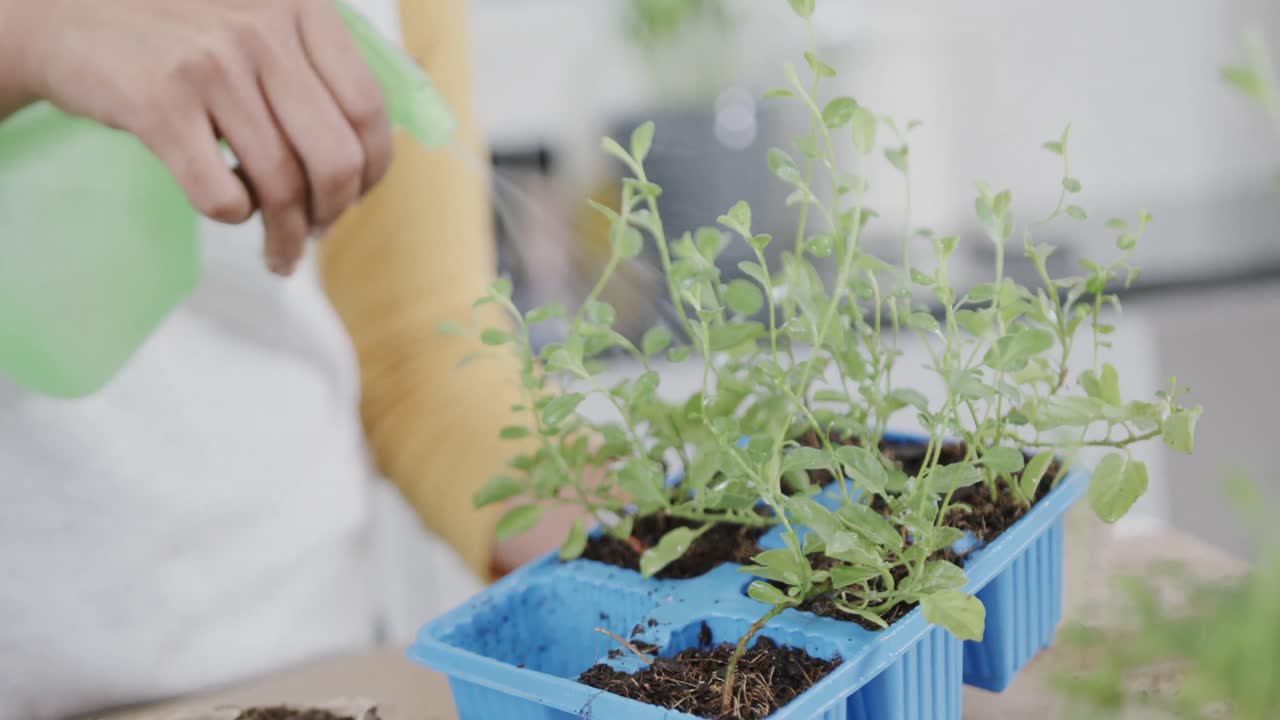 sección media de una mujer biracial plantando hierbas en la cocina regando plántulas en la bandeja, en cámara lenta.