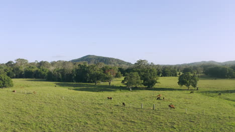 Holgazaneando-Y-Pastando-Alrededor-Del-Pasto