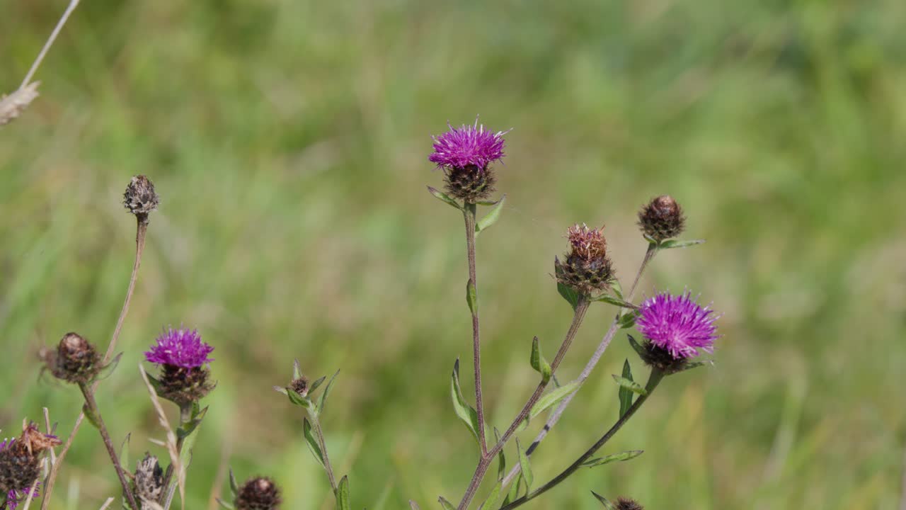Purple thistle wildflowers and seed heads gently move in a grassy highland meadow, captured with natural daylight and a steady, medium-wide shot